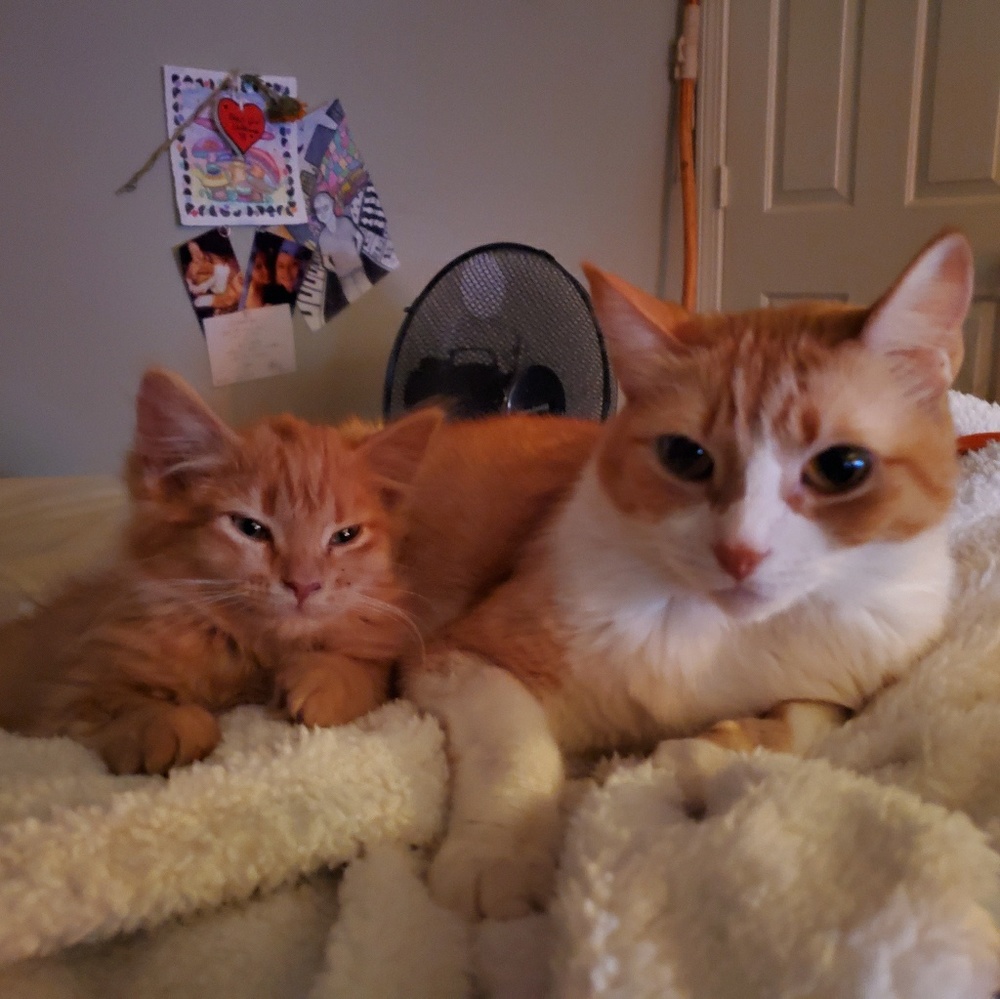 Meet your Posher, Stephanie